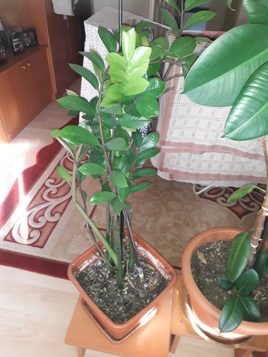 Flori in ghiveci de camera