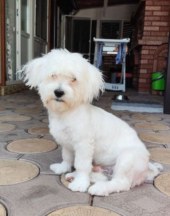 Bichon Maltez ochii albastri