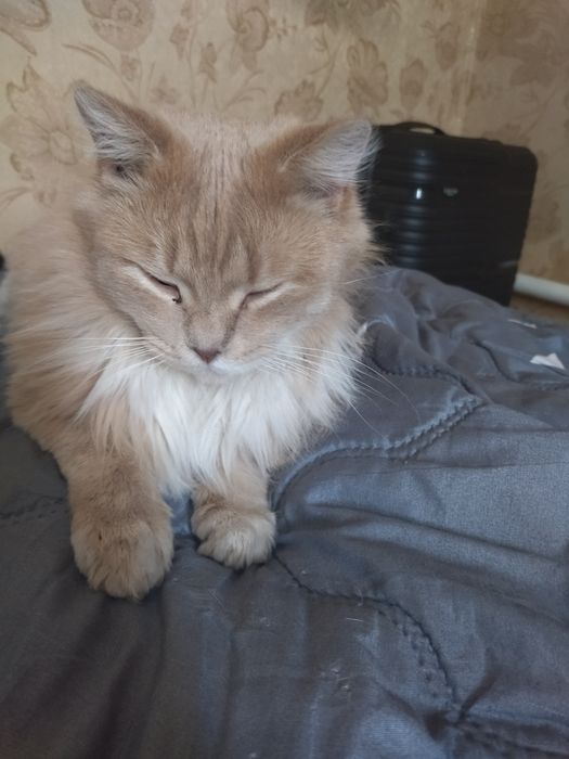 Отдам в хорошие руки,