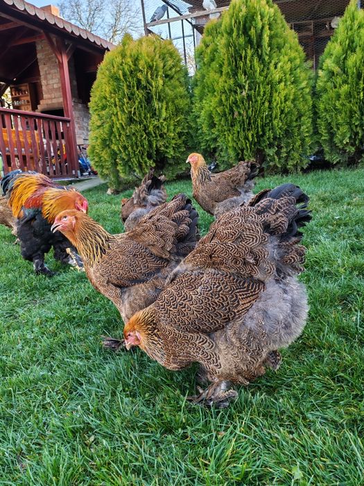 Vând familie Brahma potarnichiu 5+1din 2025