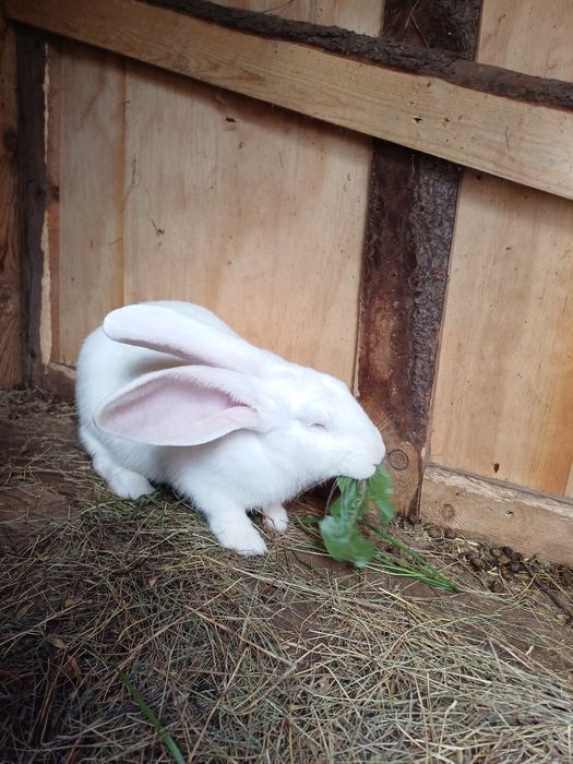 3 девочки .3 месяца- за 10000