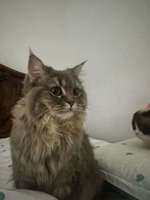 Toza qon mushuklar ona bola qizlar sotiladi onasi 800 ming bolasi 1200