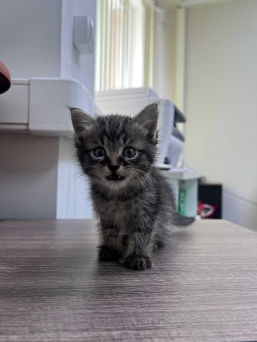 Котёнок (девочка)