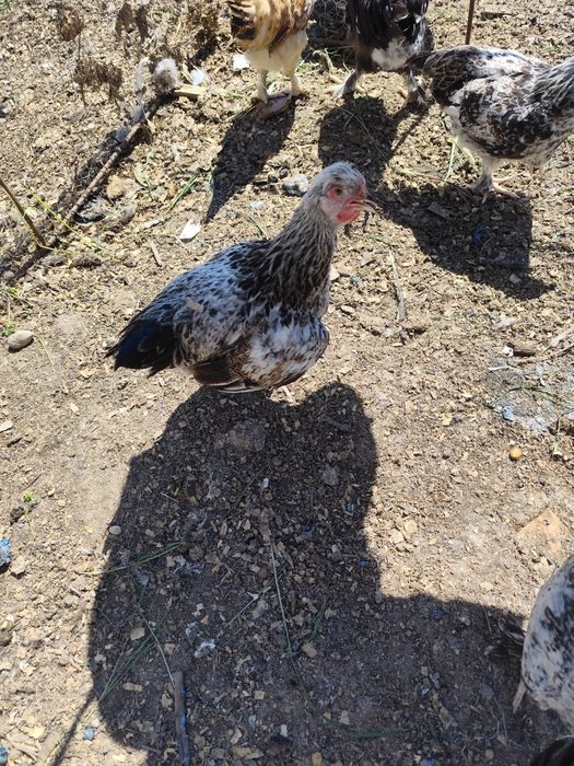 Căutăm curți să ne primească suntem 5 băieți din care 3 identici mulțu