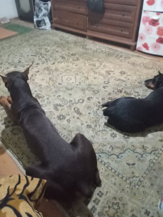 Шенки доберманы срочнр