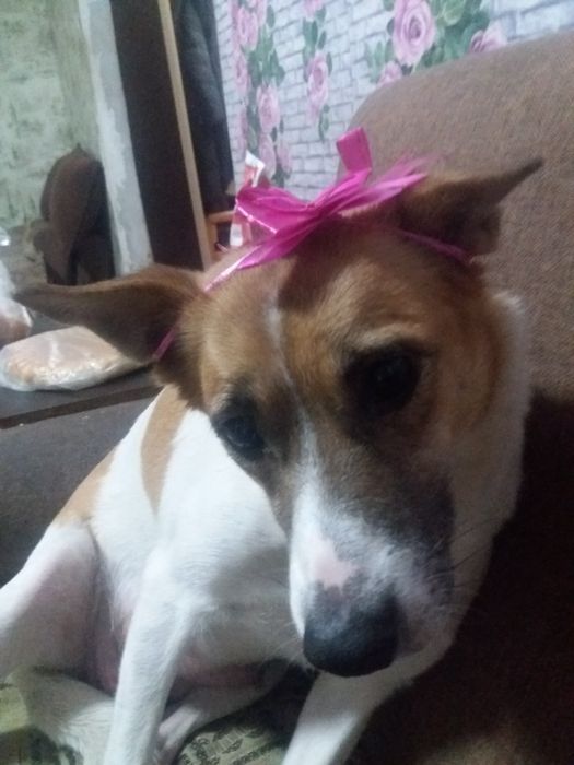 дарю щенков красивых