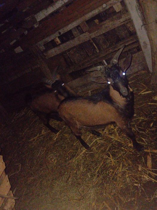 Vând:2 țapi alpin francez