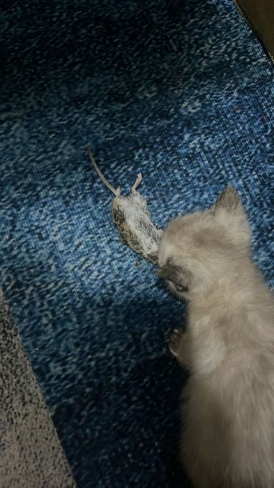 Котенки в добрые руки