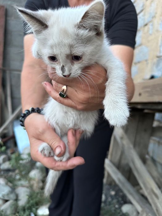 Отдадим котят в добрые руки