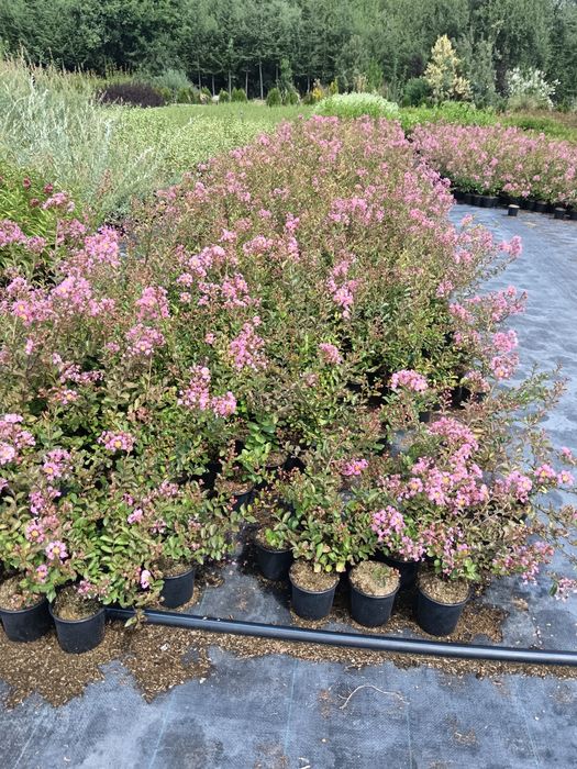 Индийски люляк цена 10 лв брой