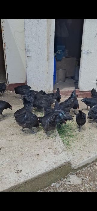 Vând cocoși Australorp