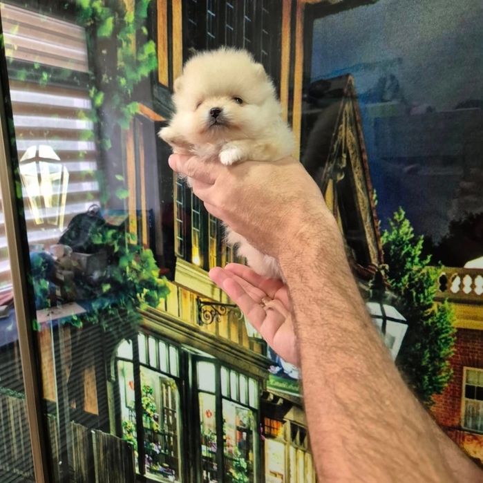 Шпицы кремовые мальчики и девочки