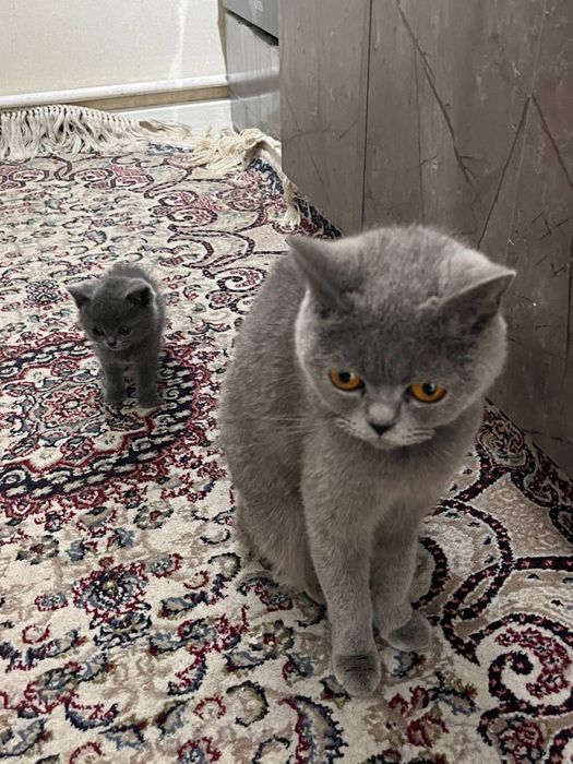 Британская шиншила