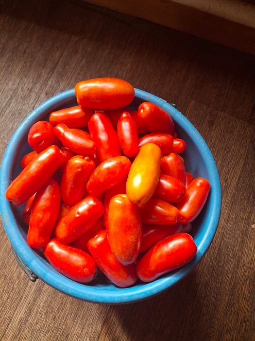 Продам домашние помидоры, баклажаны, огурцы.