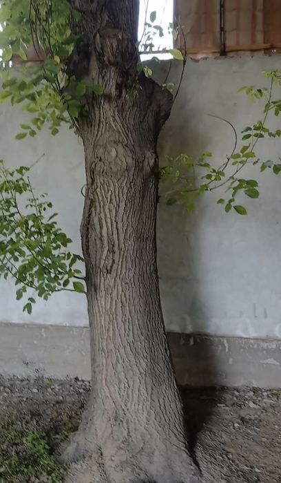 Дарахт , ёнгок...