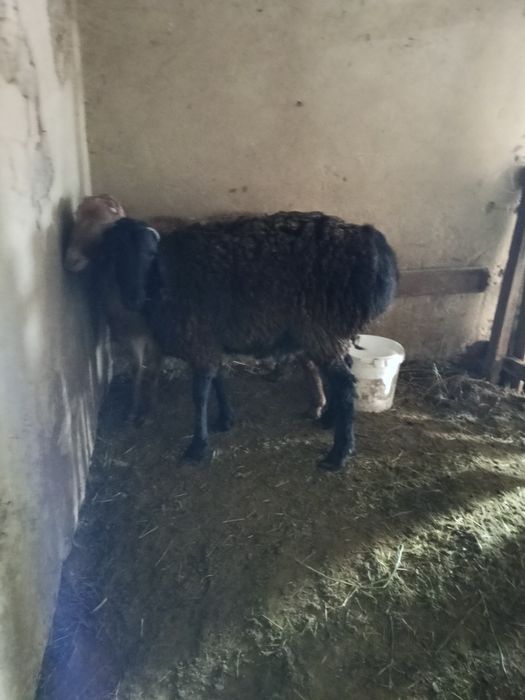 Кошкарлар гисар тукымдыка сатылады