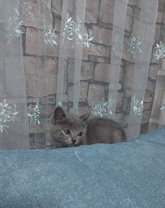 Котенок в добрые руки
