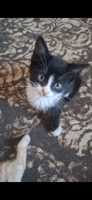 Котята  г шымкент