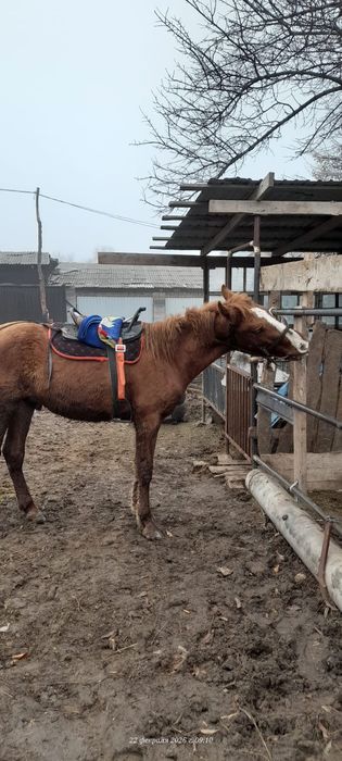 Ұзынағаш жаңақұрлыс