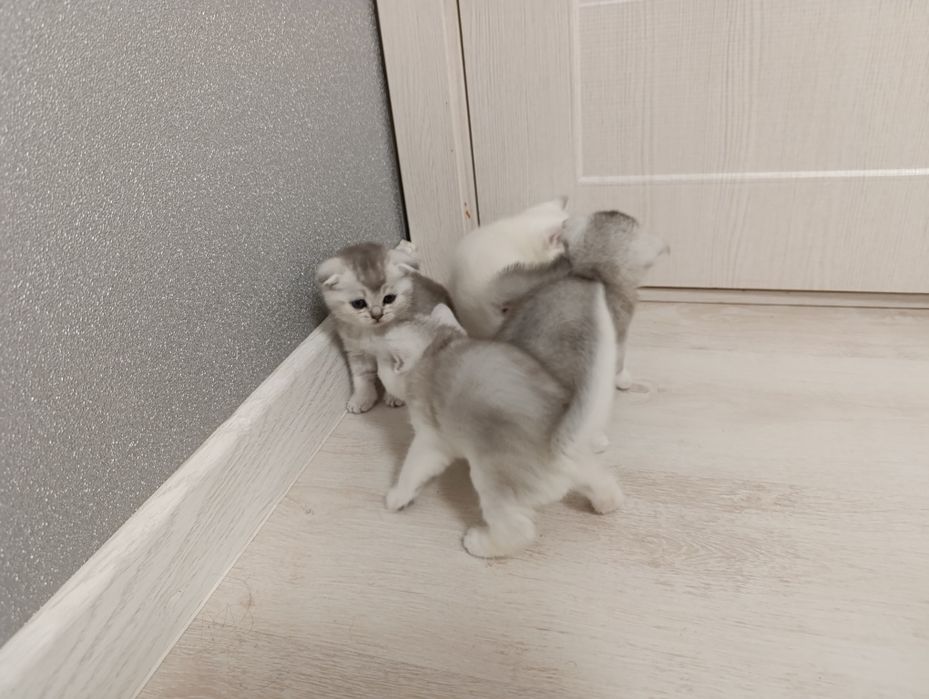 Продается Шотланкие Шиншиллы