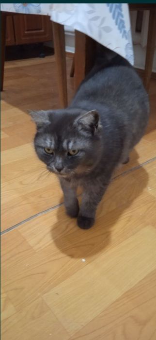 Кошку в добрые руки