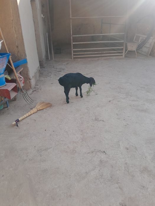 Ona bol qo'y bor