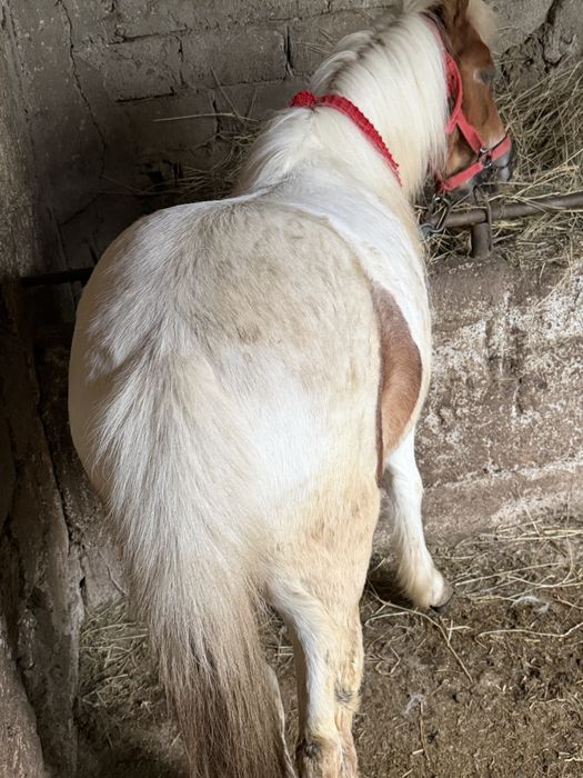 Vând ponei cu cărută și ham