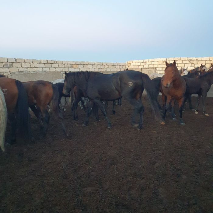 Кушум айғыр сатылады