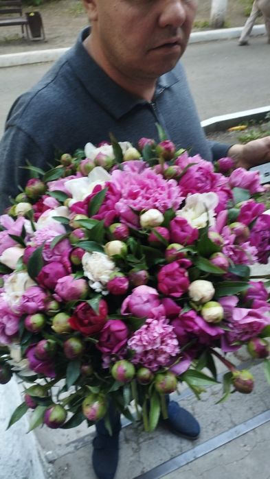 Пионы ароматные в бутонах 500