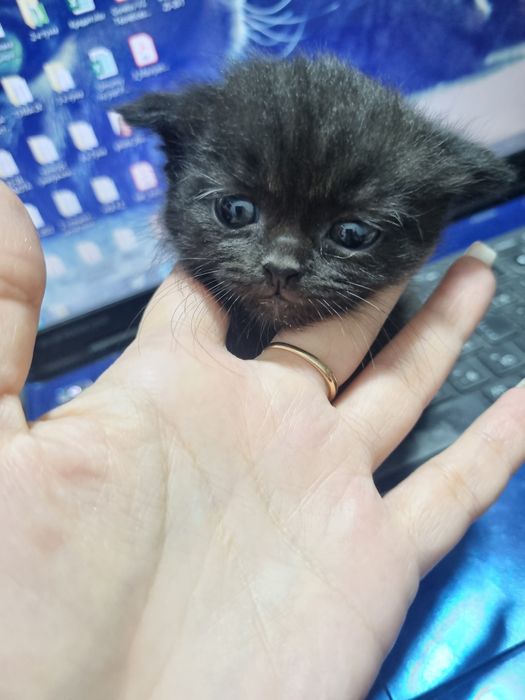 Бронь. 29.01. Продаём породистых скотиши котят.
перевод
Торг уместен.