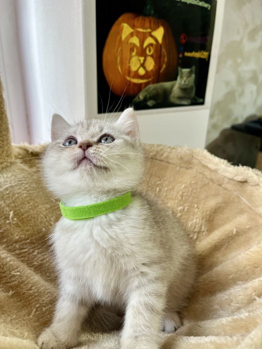 British shorthair white tabby baietel