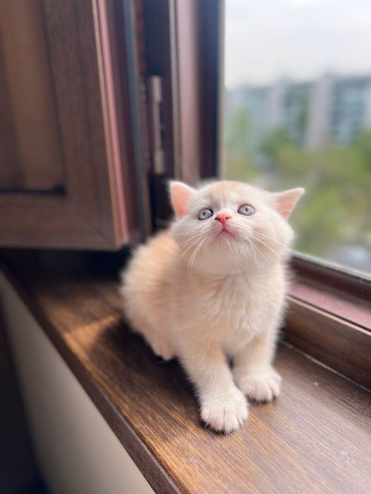 Шикарные котята ищут любящую семью