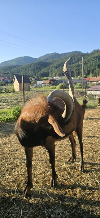 Țap alpin francez din părinți cu pedigree 1 an