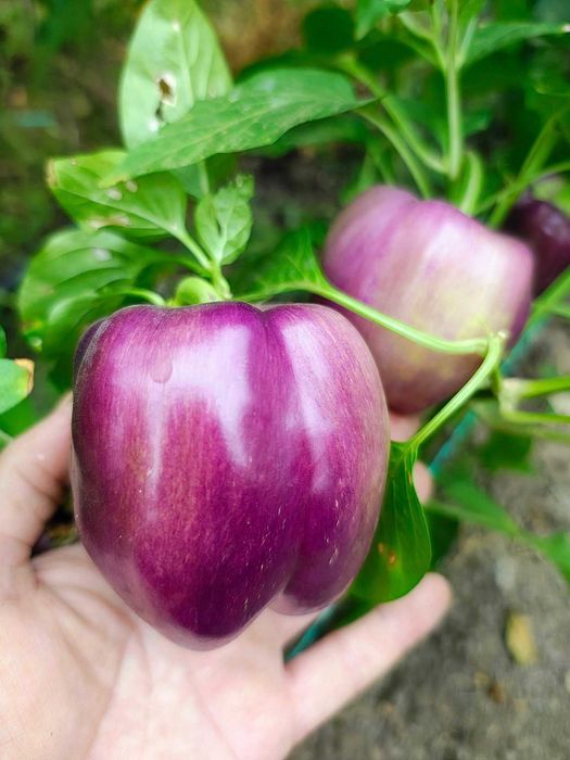 vand seminte de ardei gras, gogosar , capia