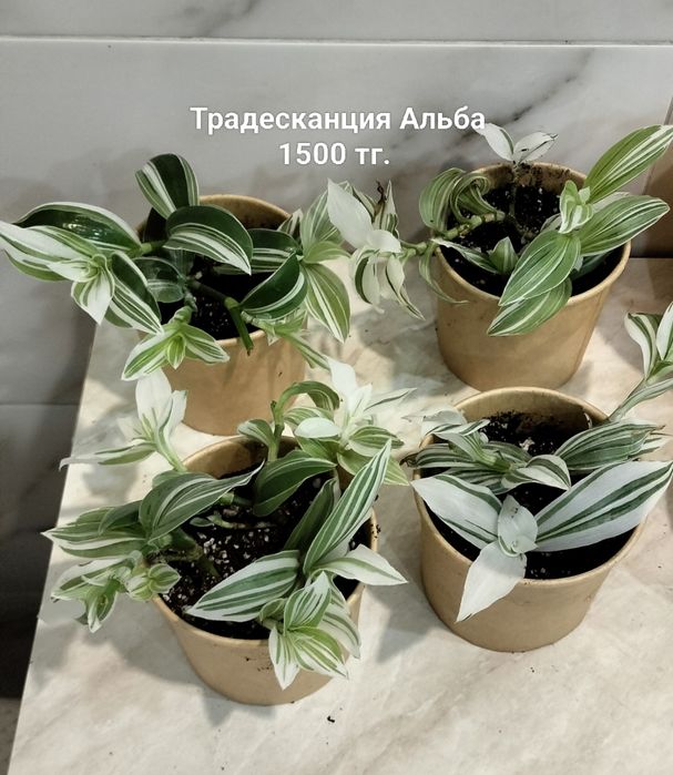 Цветы.                .