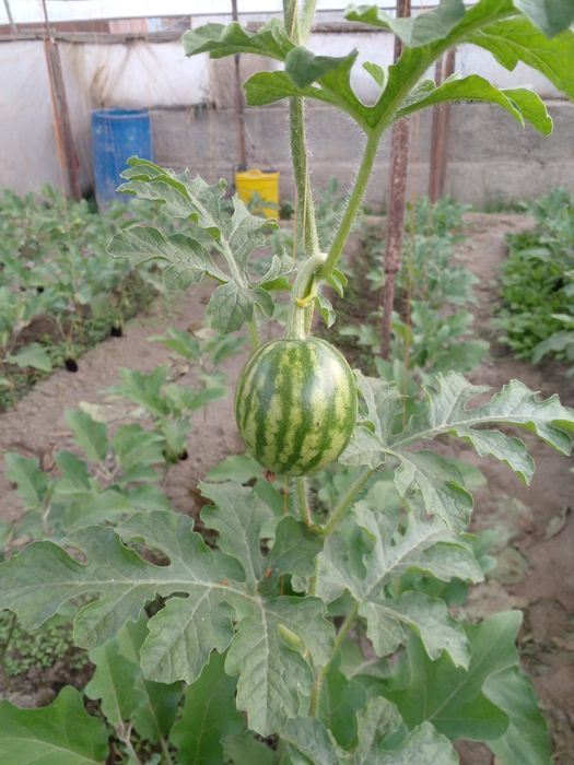 Энг зурлари бизда