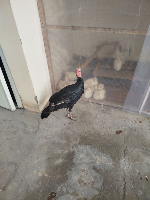 Bahorgi 7-8 oyli erkak kurka sotiladi