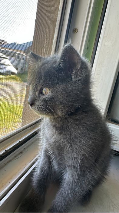 Котенок возраст 2 мес.