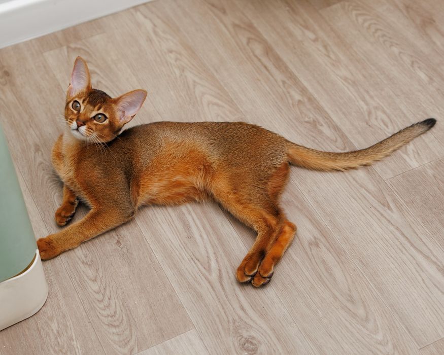 Абиссинский котенок
