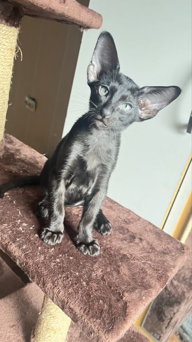 Ориентальный кот