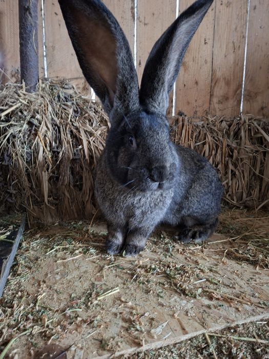 Vănd uriaș german  masculi si femele
