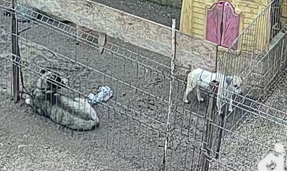 Donez căței  unul de talie medie și unul de talie mica