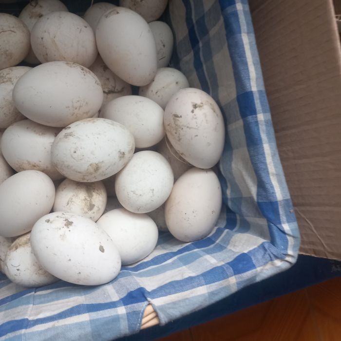 Boboci de gâsca leşeasca