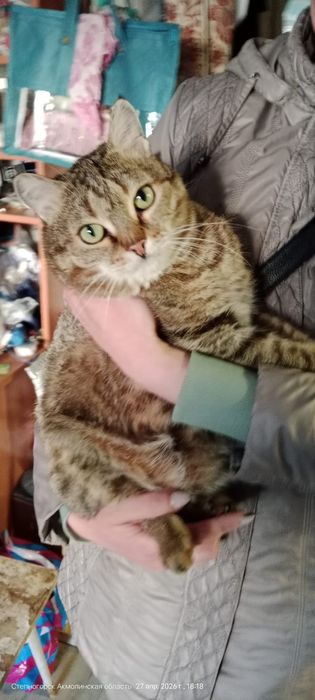 Отдам молодого котика, кастрирован