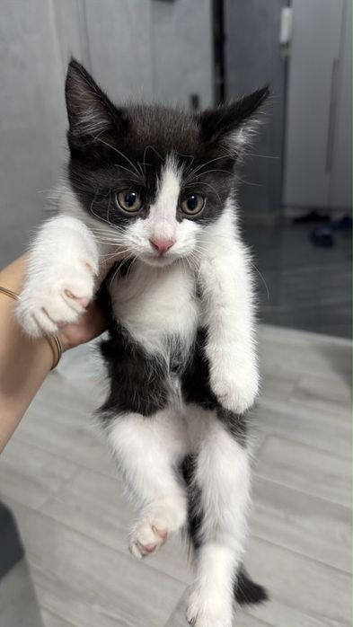 Котята в поисках дома