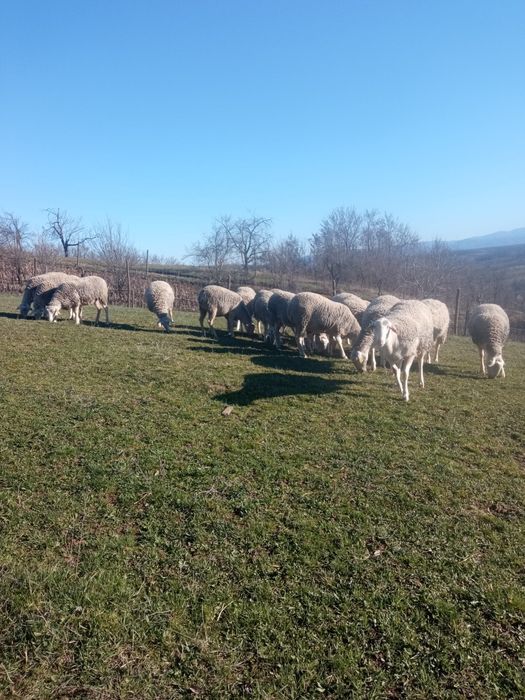 Vănd berbecuți lacaune