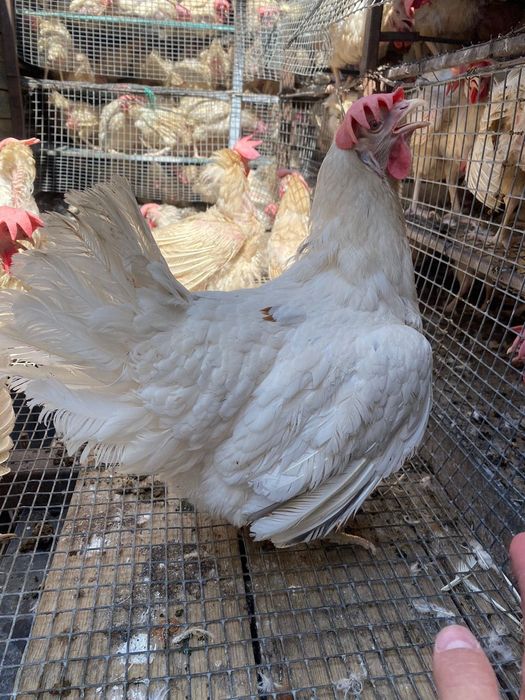 Куры несушки легорны