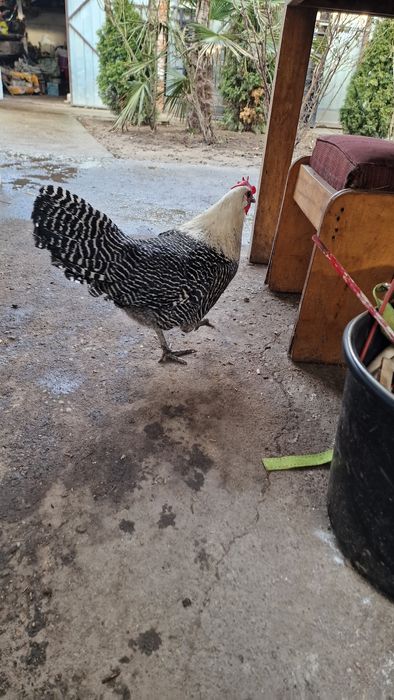 Vand oua Brekel  pentru incubator