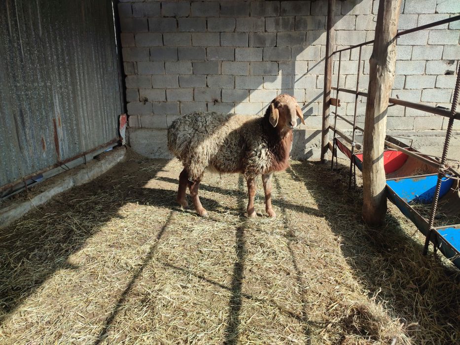 Қошқар сатылады