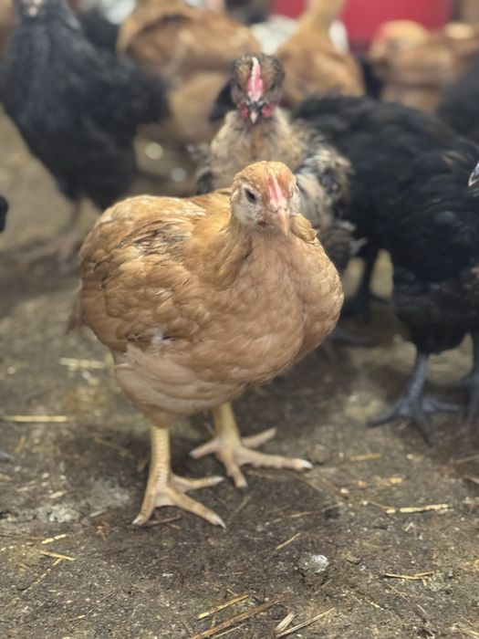 Puicute mixte rasa mixta